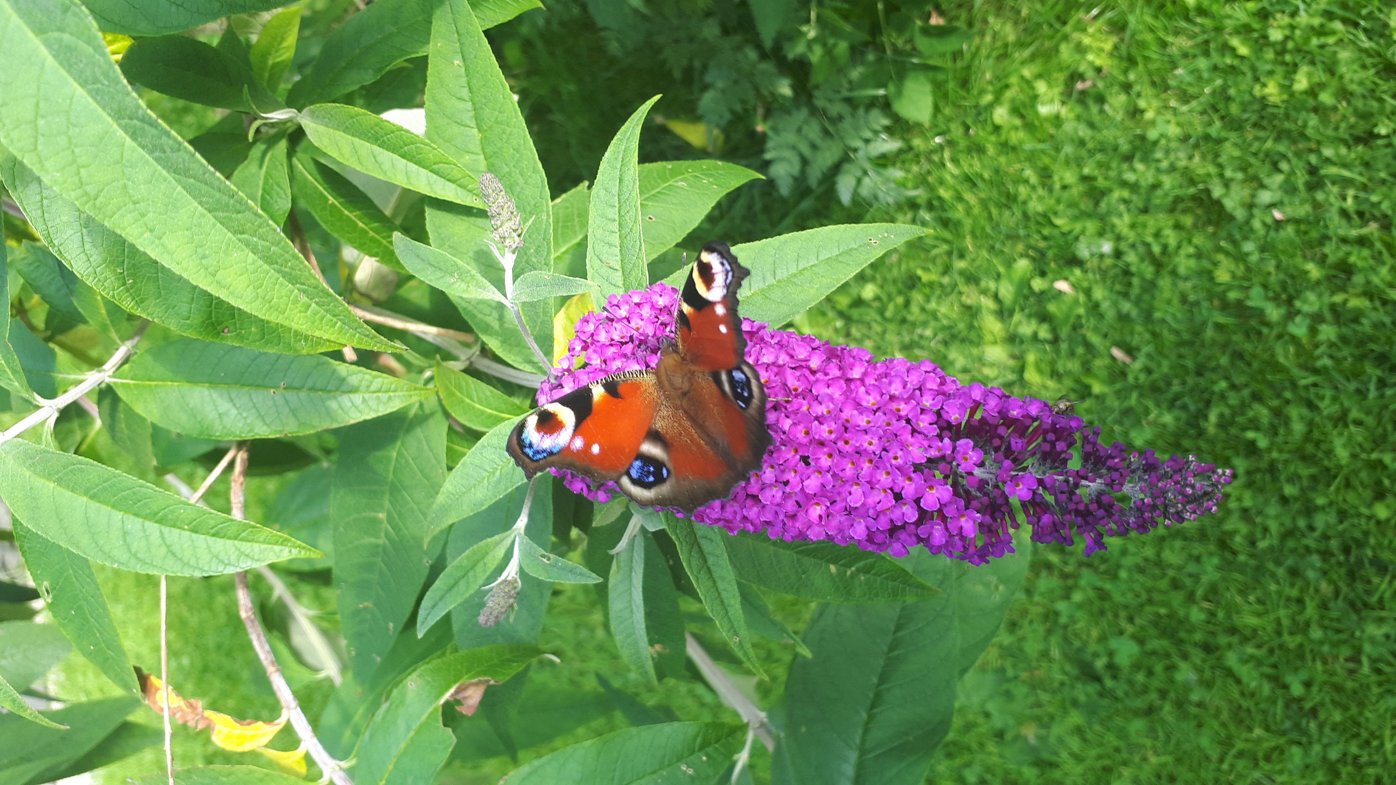 Schmetterling im Garten